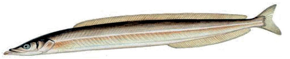 Hyperoplus immaculatus_04.jpg